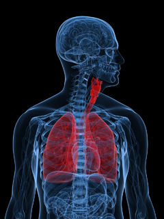lungs img